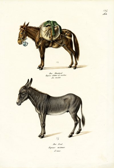 Ezel, 1824 door Karl Joseph Brodtmann